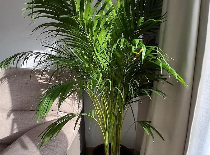 Apartamento Antonio *